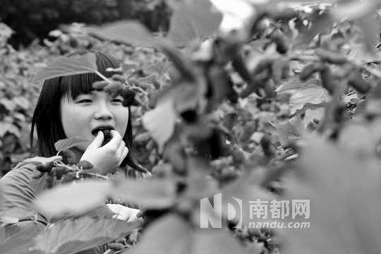 　　　　寶桑園桑葚已成熟,“五一”假期前都是吃桑葚的季節(jié)。南都記者 李向新 攝