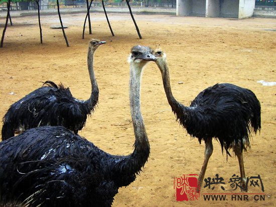 鄭州鴕鳥(niǎo)園端午節(jié)歡樂(lè)游