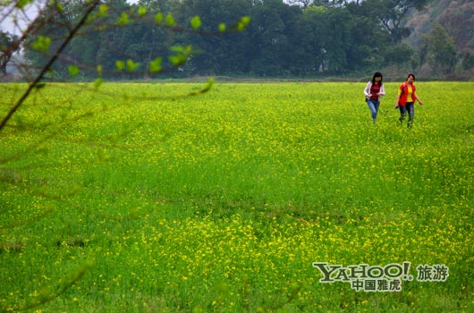 　　英德國家森林公園是廣東唯一的油菜花主題旅游景區(qū)。(圖片來源:CFP)