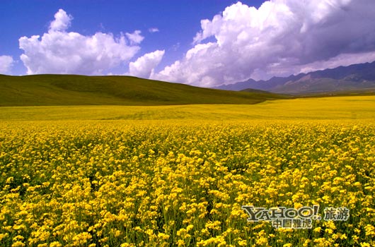 　　青海門源的油菜花景色甚為壯觀,十足的西部風(fēng)味。(圖片來源:CFP)