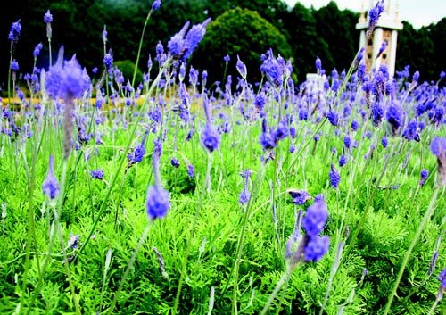 　　日月潭九族文化村內水沙連歐洲花園園區(qū)內數(shù)十萬株熏衣草,已開得美不勝收,令游客陶醉。