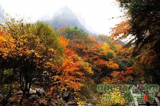 深秋去堯山賞紅葉、泡溫泉、拜大佛