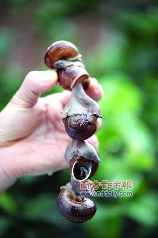 廣西的野生蝸牛追求原汁原味，做法也非常精簡(jiǎn)。