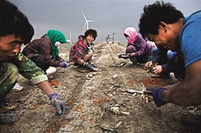 大雨將至，渤海邊的蟹池旁，蟹農(nóng)們不慌不忙地收綁梭子蟹。