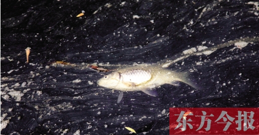 五月九日，鄭州帝湖，漂在黑色的湖面上的死魚