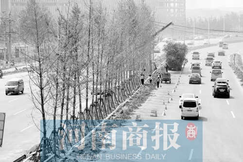 　西三環(huán)化工路，工人正在車道中間種植銀杏樹