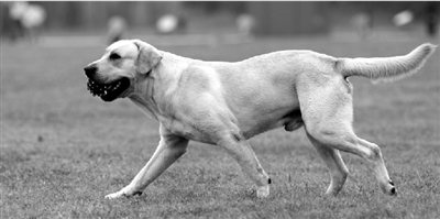 養(yǎng)犬限高35厘米一旦實(shí)施，拉布拉多、金毛等大型犬將被禁養(yǎng)。