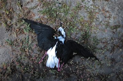 死去的鳥兒達(dá)到200多只，還有鳥兒在湖邊淤泥中掙扎著。