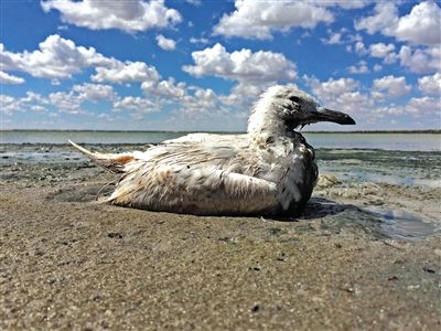 死去的鳥兒達(dá)到200多只，還有鳥兒在湖邊淤泥中掙扎著。