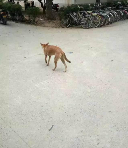 華科大校園內(nèi)，一條流浪狗腹部被箭射穿，地上留著斑斑血跡。