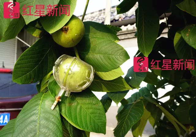 文玩核桃遇冷由幾萬一對降到5元沒人要？商戶否認(rèn)
