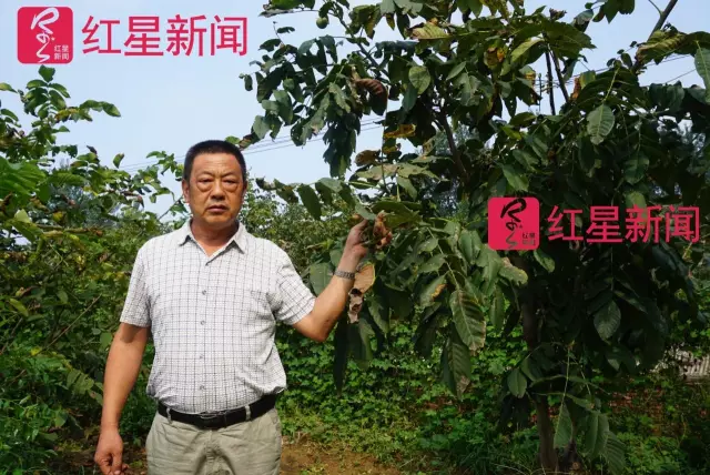 文玩核桃遇冷由幾萬一對降到5元沒人要？商戶否認(rèn)