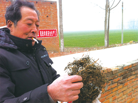 邢瑞亭向記者展示晾曬后的水芹菜，如今這種野菜也成為農(nóng)民餐桌上的香餑餑
