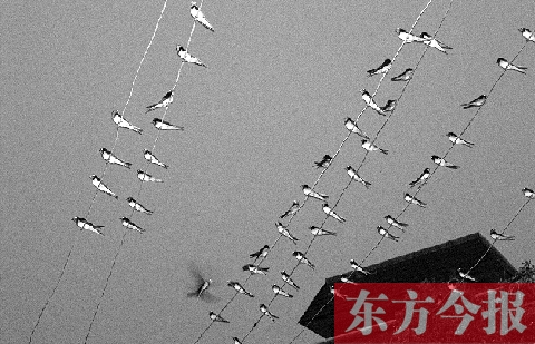 濟(jì)源市克井鎮(zhèn)苗莊村一戶農(nóng)家的晾衣繩上，上百只燕子來(lái)做客