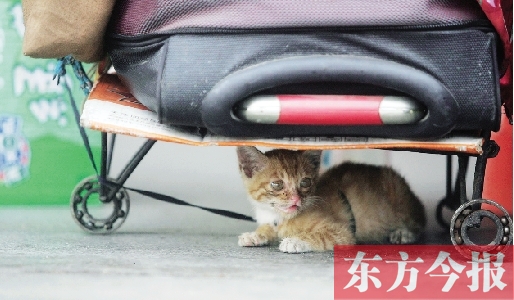 昨日，鄭州火車站廣場。一只小貓鉆到了行李下躲避烈日