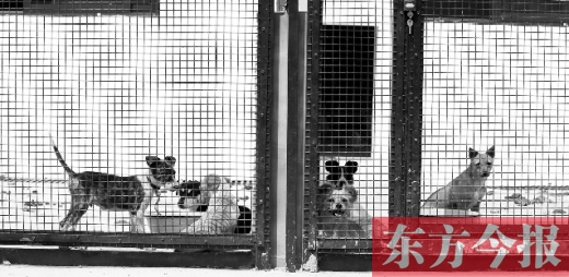 被主人遺棄的小狗暫時寄居在鄭州市犬只收容中心內(nèi)，如果沒有人來認(rèn)領(lǐng)，他們將被處以安樂死