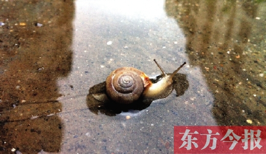 堵車俺不怕，就怕發(fā)大水，這不，一大早蹚水過街，現(xiàn)在已經(jīng)是下午了，俺還在馬路中間呢
