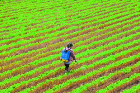 6月28日，內(nèi)黃縣東莊鎮(zhèn)馬固村農(nóng)民在花生地里噴施農(nóng)藥。