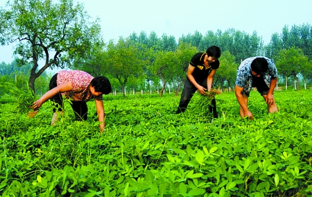 7月16日，內(nèi)黃縣后河鎮(zhèn)余莊村村民在花生地里除草。