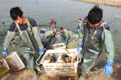3月18日，漁民在溫縣黃河鯉魚生態(tài)養(yǎng)殖基地捕魚，近日，溫縣3000畝黃河鯉魚生態(tài)養(yǎng)殖基地的頭茬魚開始
