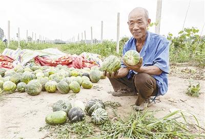 種的是“三白瓜”，長出來的瓜非常雜，其中最多的是本地甜面瓜，俗稱“一窩猴”