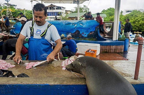 海獅變魚攤?？?排隊(duì)“購(gòu)買”金槍魚
