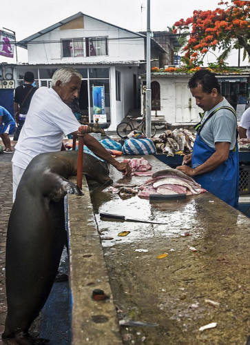 海獅變魚攤常客 排隊(duì)“購(gòu)買”金槍魚