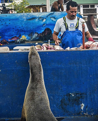 海獅變魚攤?？?排隊(duì)“購(gòu)買”金槍魚