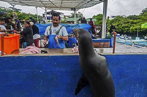 海獅變魚攤?？?排隊(duì)“購(gòu)買”金槍魚