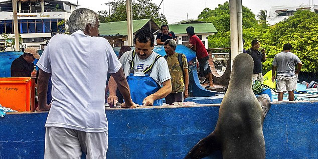 海獅變魚攤?？?排隊(duì)“購(gòu)買”金槍魚