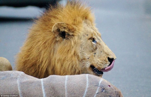 獅子們?cè)诰嚯x人類(lèi)一米的地方捕食