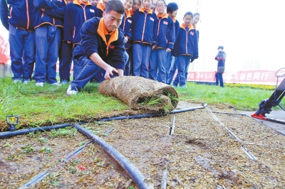 鋪設(shè)無(wú)土草坪