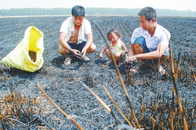 　村民為挽回一點(diǎn)損失，只得撿拾一些燒焦的麥穗。