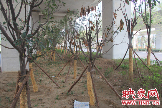 北三環(huán)經(jīng)三路橋下種的樹木有的葉子已經(jīng)干枯。