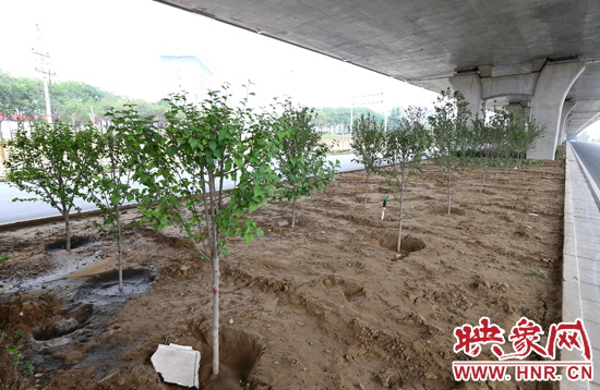西三環(huán)淮河路立交橋下,新栽種的六七十棵枇杷樹。