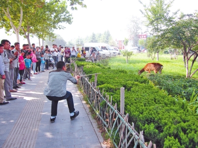 工作人員悄悄走近梅花鹿，準(zhǔn)備發(fā)射麻醉針。