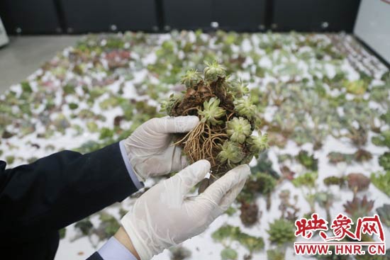 這些被截獲的多肉植物郵件面單上的品名大多申報(bào)為“禮物”、“衣服”等，屬于瞞報(bào)行為。