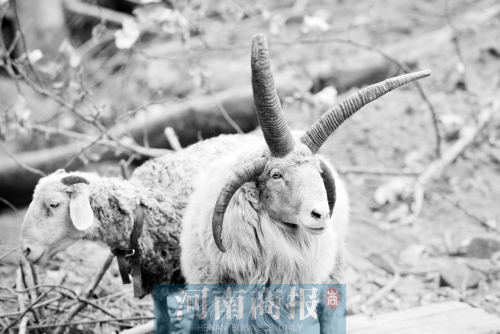“咩……我的原主人說(shuō)，他養(yǎng)了一輩子羊，也沒(méi)見過(guò)我這種情況”