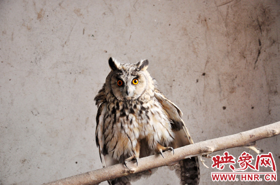 據(jù)了解，長耳鸮屬于夜行動物，是一種益鳥，主要捕食鼠類。