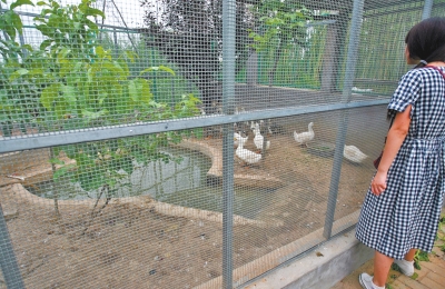 救助鳥類的大籠子里沒有鳥類，鴨子和鵝占了“鵲巢