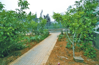 路兩邊是核桃樹，而路的盡頭救助野生鳥類的籠子，鴨子和鵝占了鵲巢