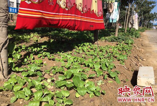 西四環(huán)中原路交叉口，大片生態(tài)廊道被毀，變成私家菜園。