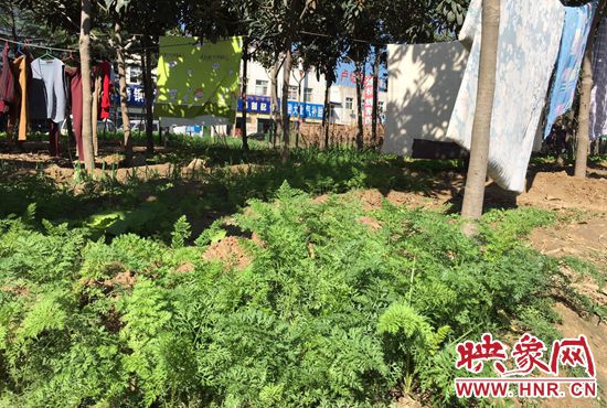 西四環(huán)中原路交叉口，大片生態(tài)廊道被毀，變成私家菜園。