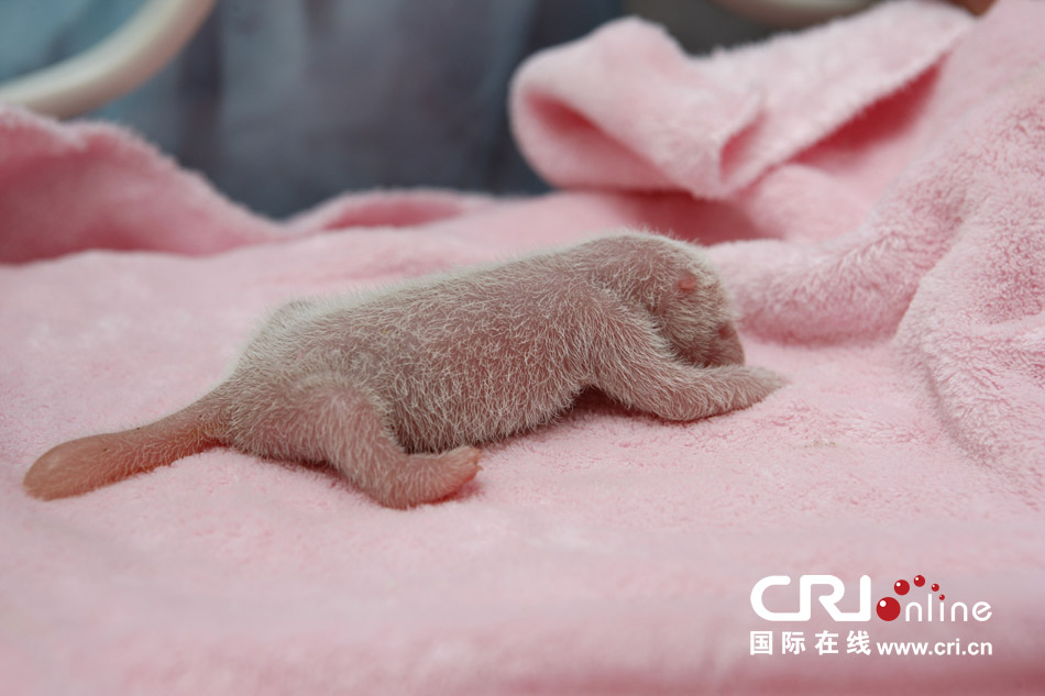 2013年7月11日，成都大熊貓繁育研究基地月亮產(chǎn)房，新生大熊貓寶寶在育嬰箱里憨態(tài)可掬。