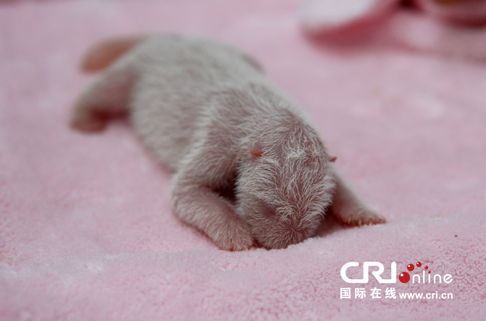 2013年7月11日，成都大熊貓繁育研究基地月亮產(chǎn)房，新生大熊貓寶寶在育嬰箱里憨態(tài)可掬。