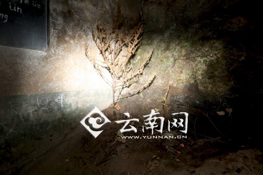 　教室里沒有燈，光線太暗，村民便種下了野蘇麻，希望教室有綠色，讓孩子們看到“希望”。 徐弘毅 攝