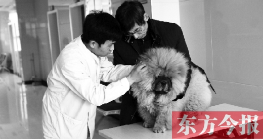 在一家大型寵物醫(yī)院里，生病的狗狗正在接受治療