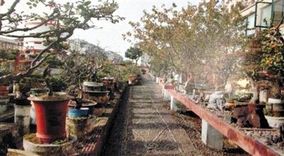 劉光嘉出示博物館內(nèi)部圖片中，擺放著各種盆景。