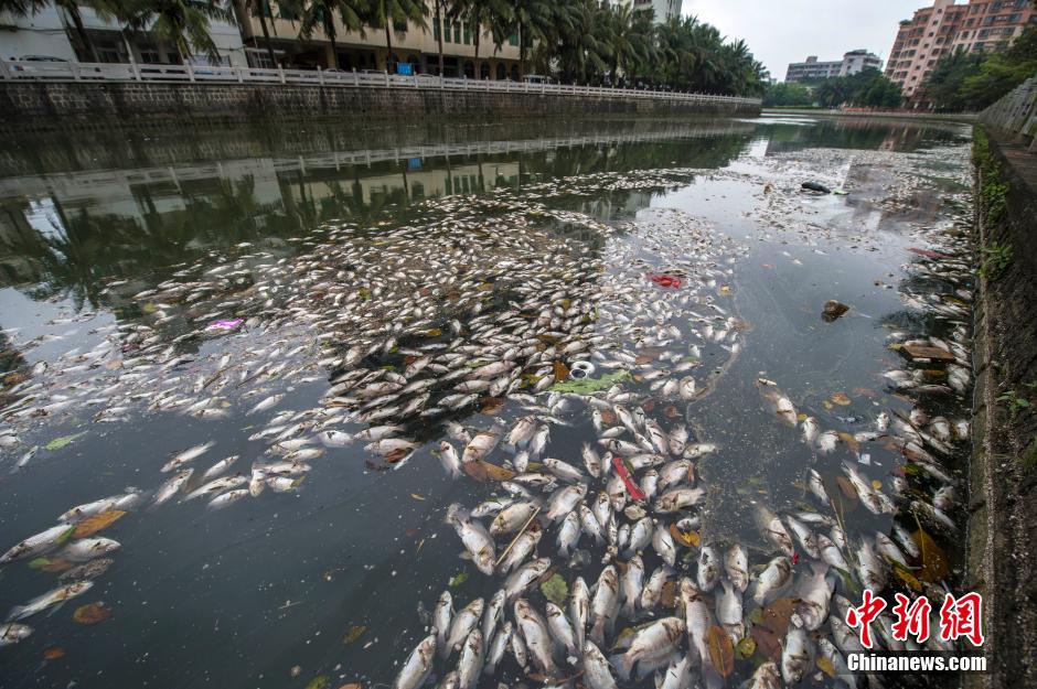 ?？诿郎岷蝇F(xiàn)大面積死魚 河面蔓延超一公里長