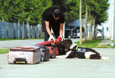 搜油犬正在進(jìn)行日常訓(xùn)練。